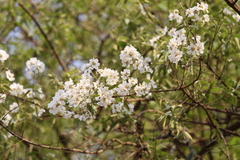 Lagerstroemia indica